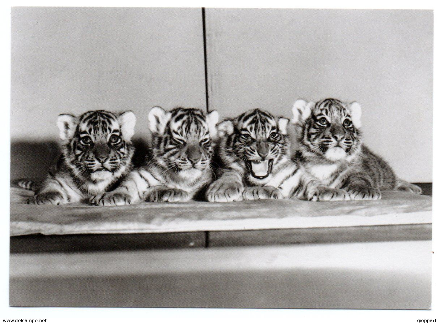 Cuccioli Di Tigre Fronte E Retro) - Tiger