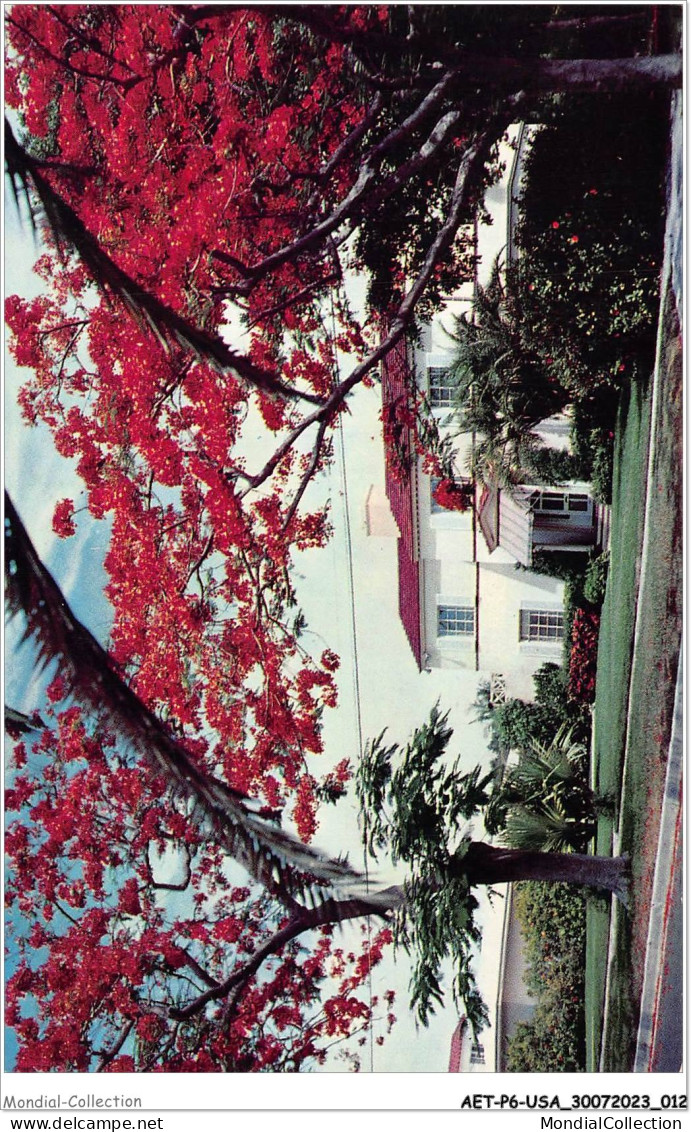 AETP6-USA-0441 - FLORIDA - Royal Poinciana Trees In Florida - Sonstige & Ohne Zuordnung
