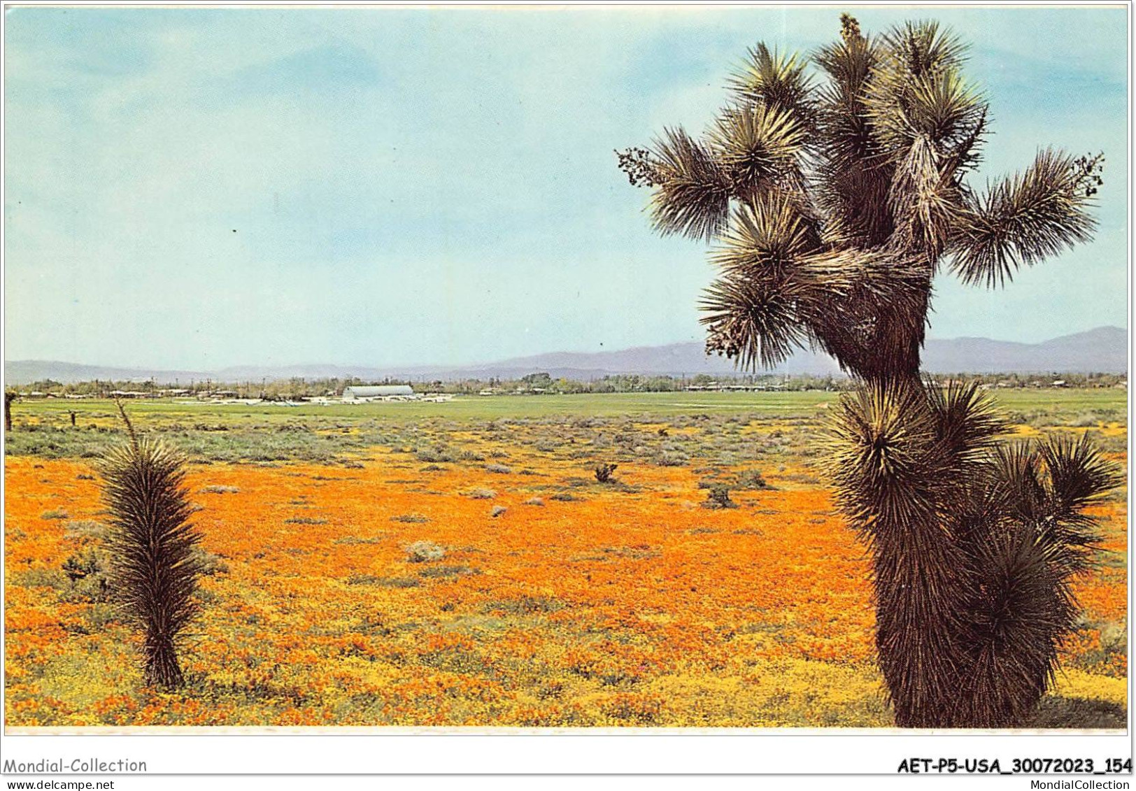 AETP5-USA-0426 - Among The High Desert's Spectacular Displays Of Springtime Wild Flowers - Colorado Springs