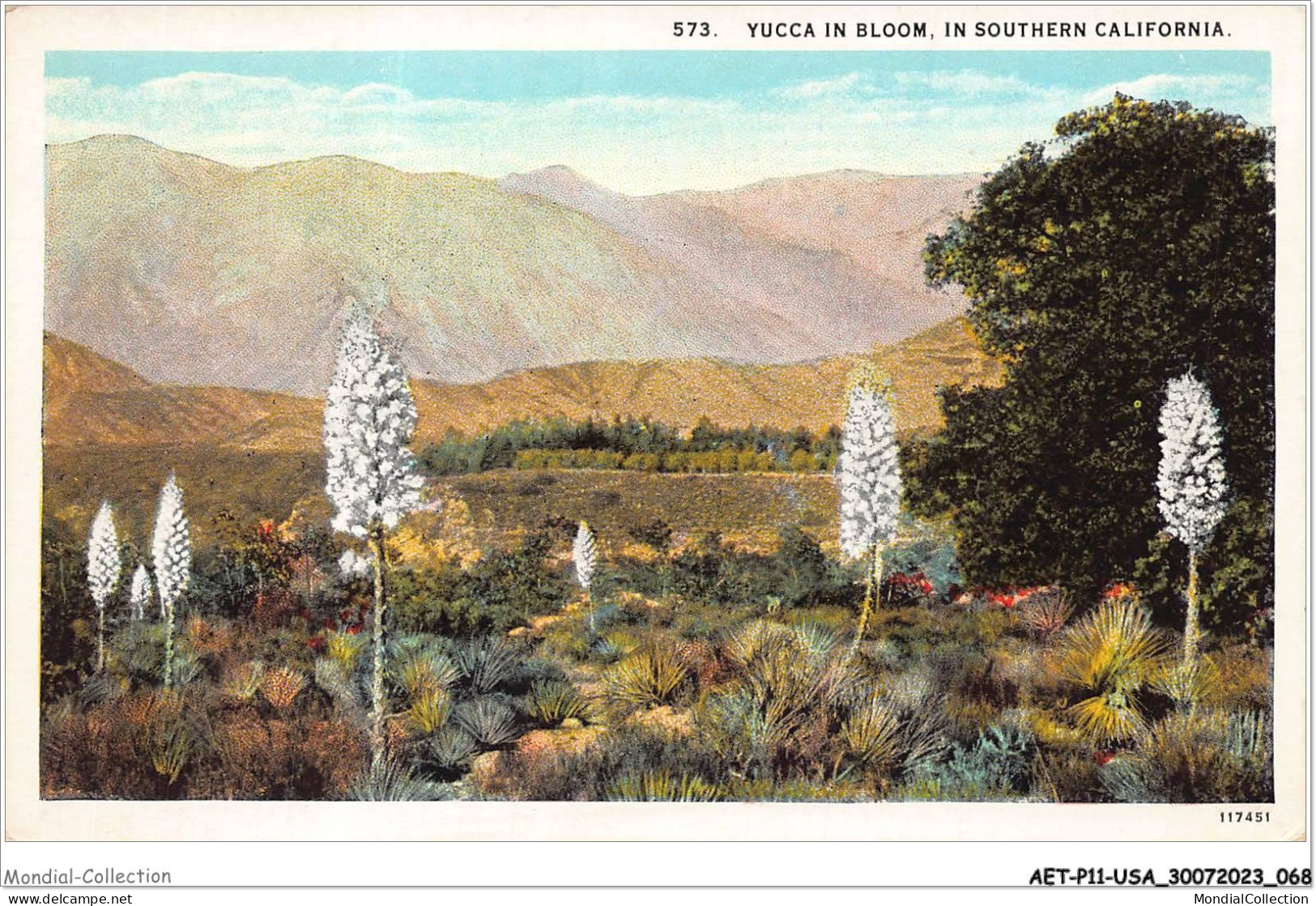 AETP11-USA-0916 - IN SOUTHERN CALIFORNIA - Yucca In Bloom - Altri & Non Classificati