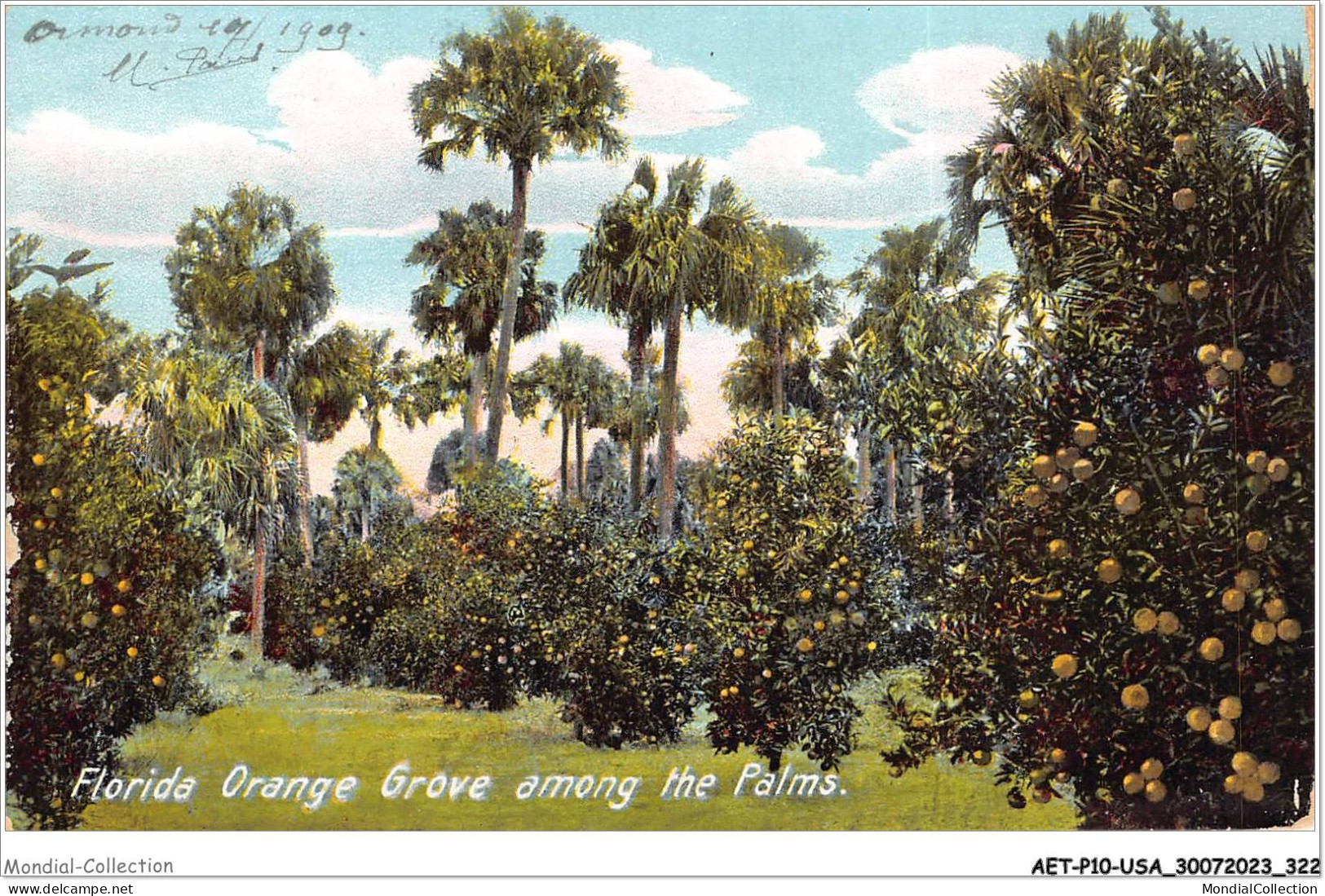 AETP10-USA-0851 - FLORIDA Orange Grove Among The Palms - Autres & Non Classés