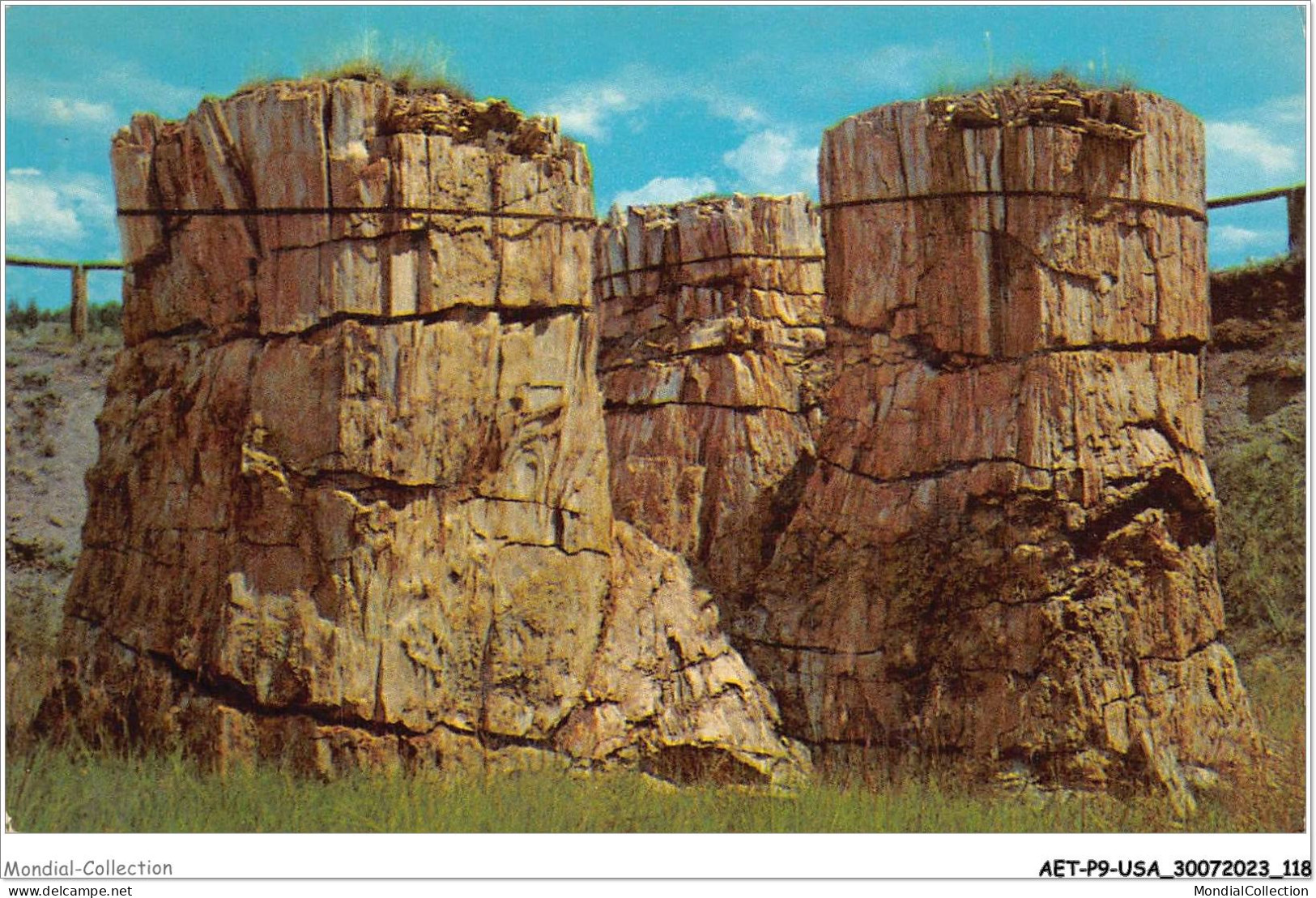 AETP9-USA-0748 - COLORADO - Petrified Trees Pikes Peak Region - Colorado Springs