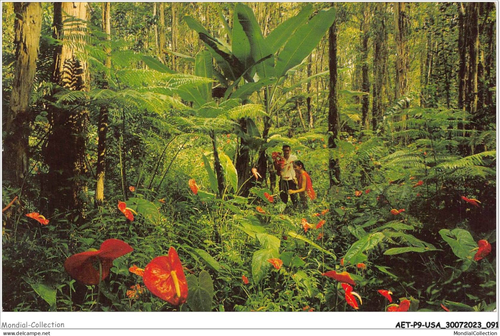 AETP9-USA-0734 - HAWAII - Red Anthurium - Giant Tree Ferns - Honolulu