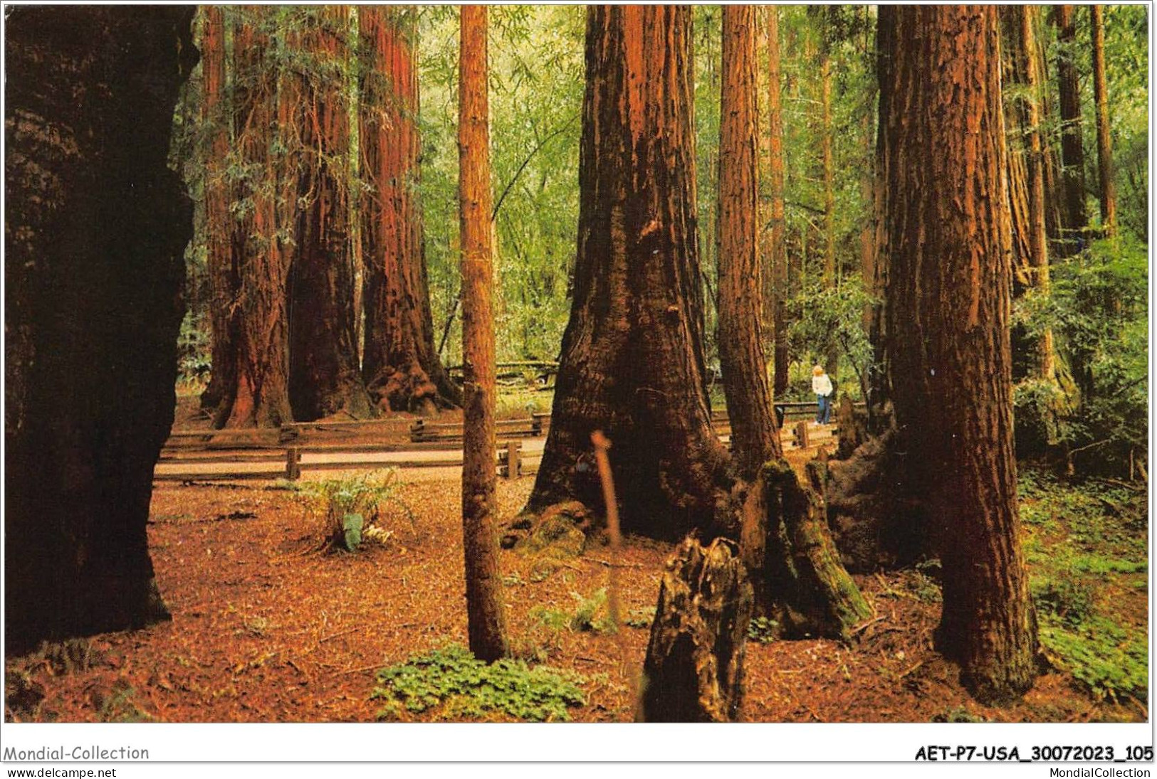 AETP7-USA-0575 - CALIFORNIA - Muir Woods National Monument - Bohemian Grove - Sonstige & Ohne Zuordnung
