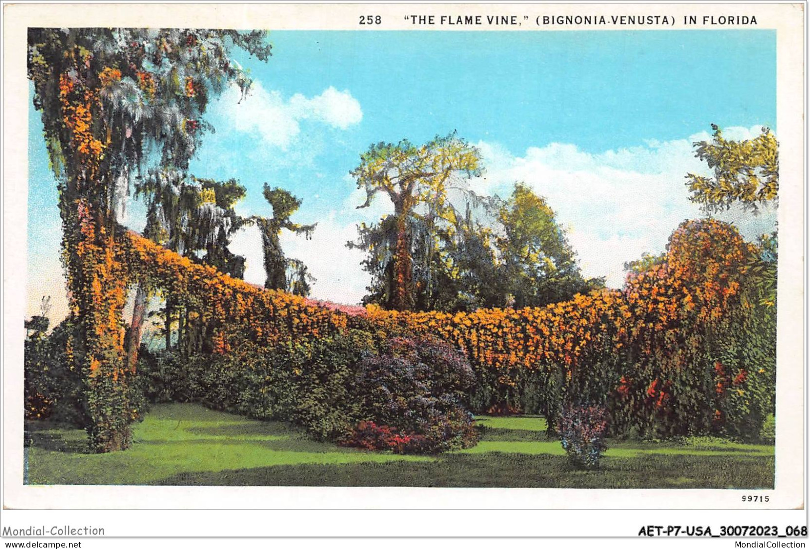 AETP7-USA-0556 - FLORIDA - The Flame Vine - Autres & Non Classés