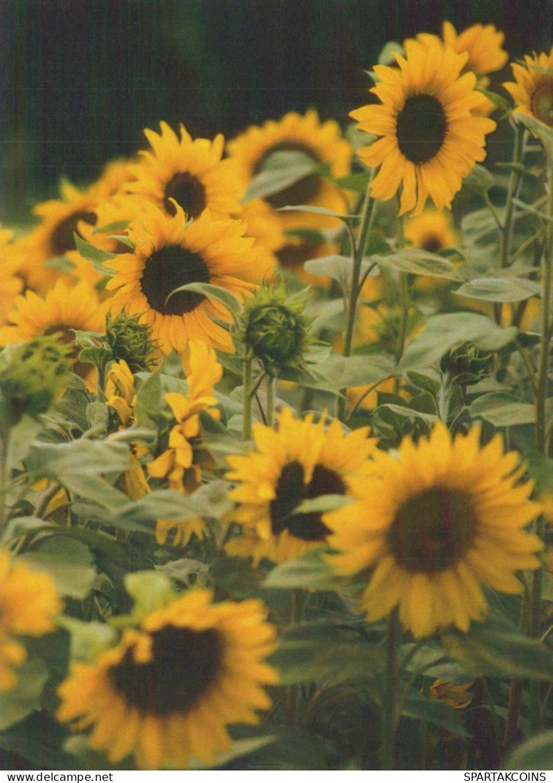 FLOWERS Vintage Ansichtskarte Postkarte CPSM #PBZ603.A - Fleurs