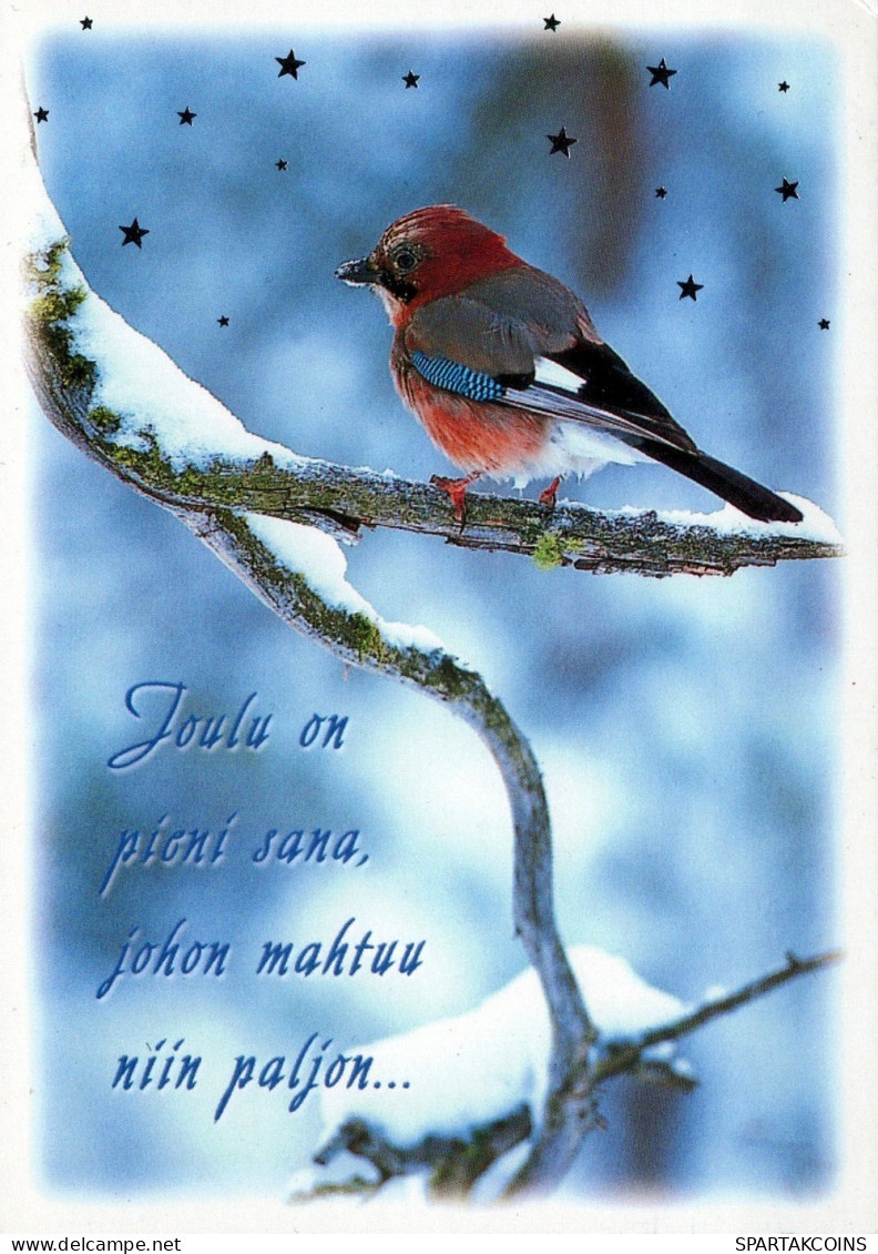 BIRD Animals Vintage Postcard CPSM #PAN052.A - Vögel