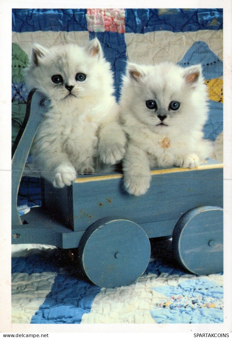 GATTO KITTY Animale Vintage Cartolina CPSM #PAM323.A - Katten