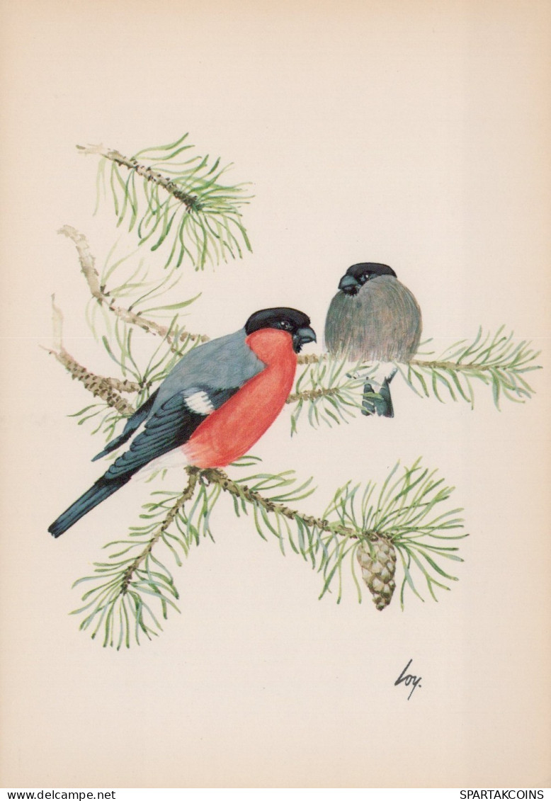 UCCELLO Animale Vintage Cartolina CPSM #PAN224.A - Birds