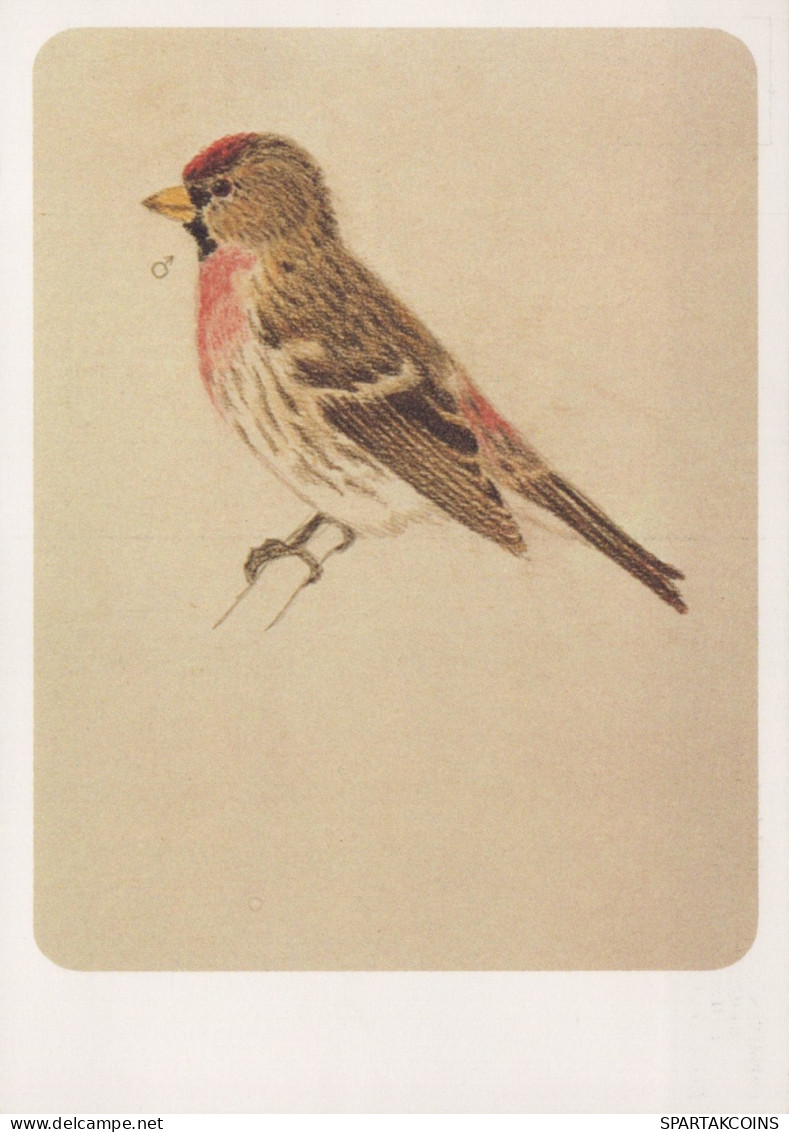 VOGEL Tier Vintage Ansichtskarte Postkarte CPSM #PAN201.A - Birds