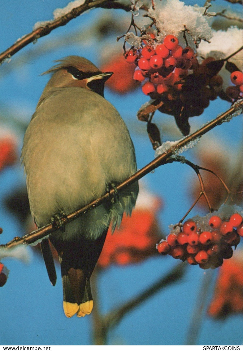 OISEAU Animaux Vintage Carte Postale CPSM #PAN160.A - Birds