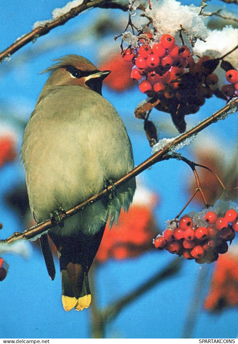 OISEAU Animaux Vintage Carte Postale CPSM #PAN160.A - Birds