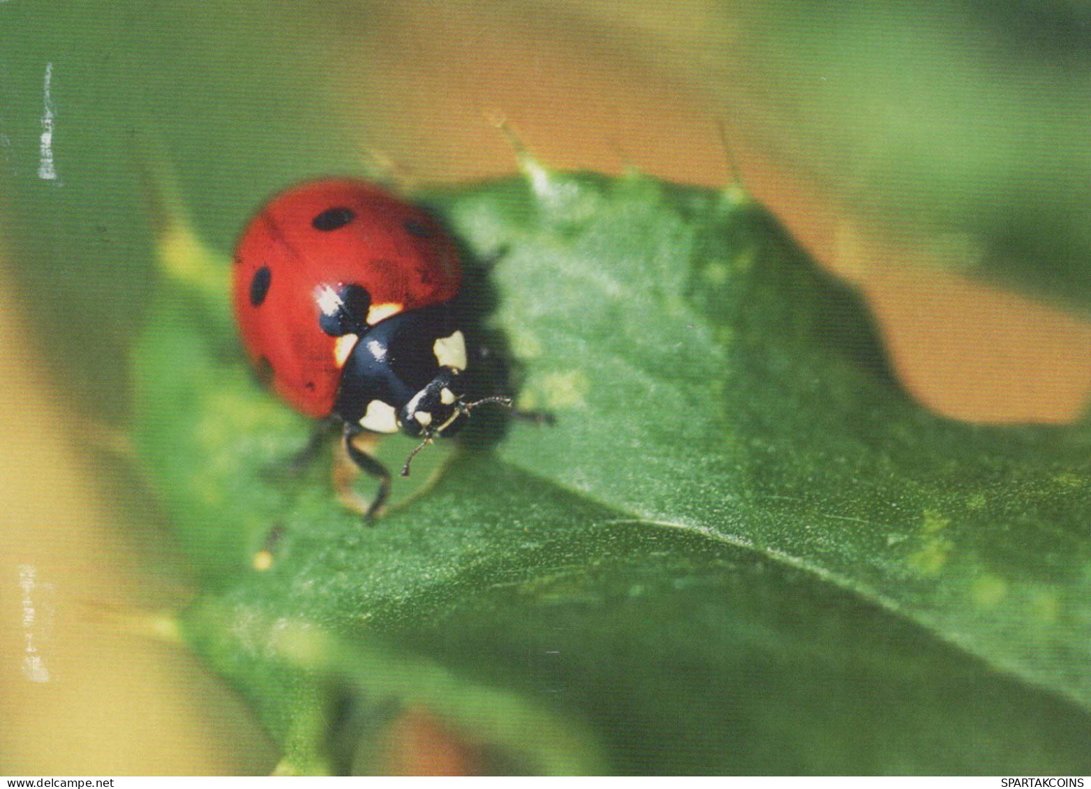 INSEKTEN Tier Vintage Ansichtskarte Postkarte CPSM #PBS479.A - Insekten