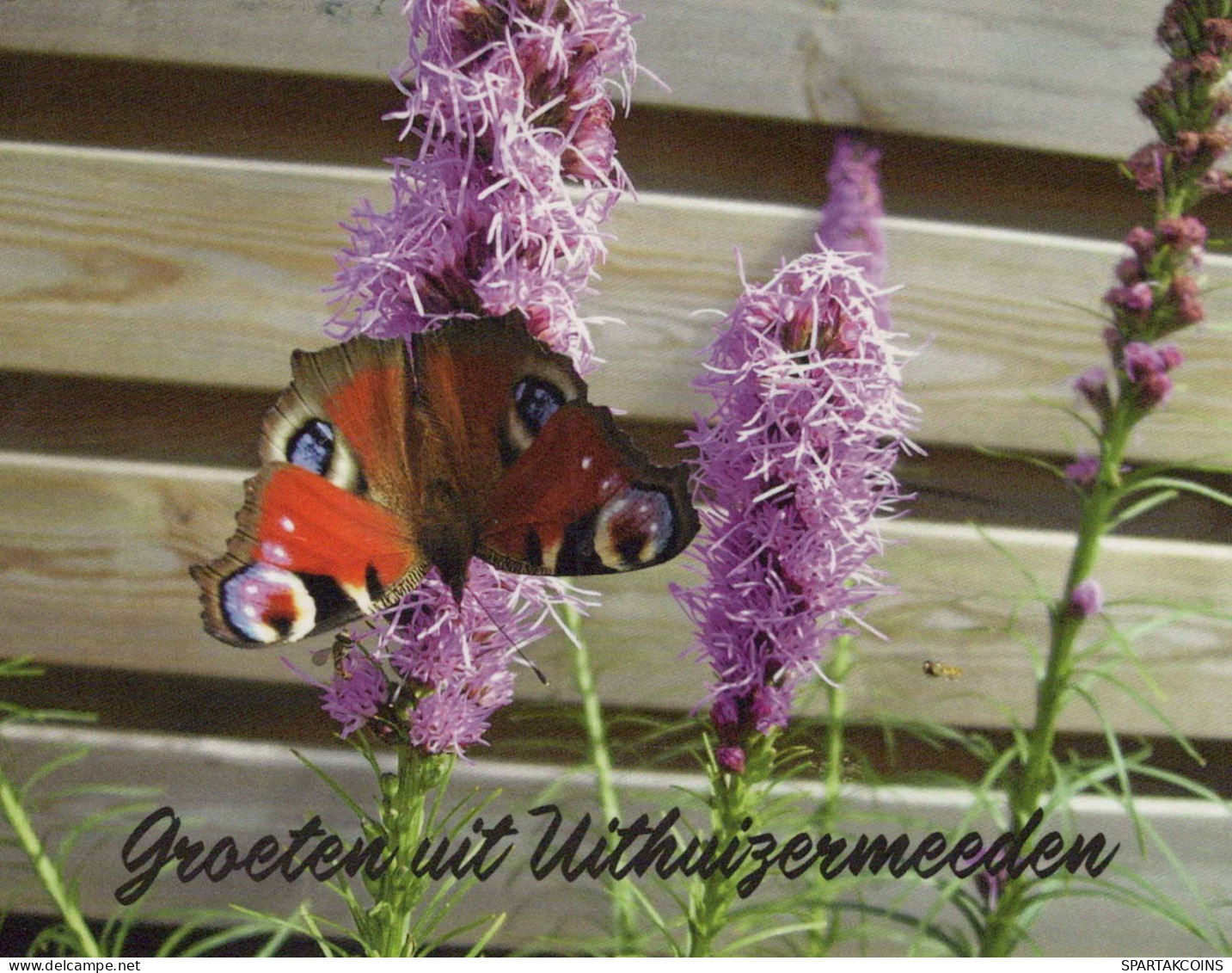SCHMETTERLINGE Tier Vintage Ansichtskarte Postkarte CPSM #PBS469.A - Butterflies