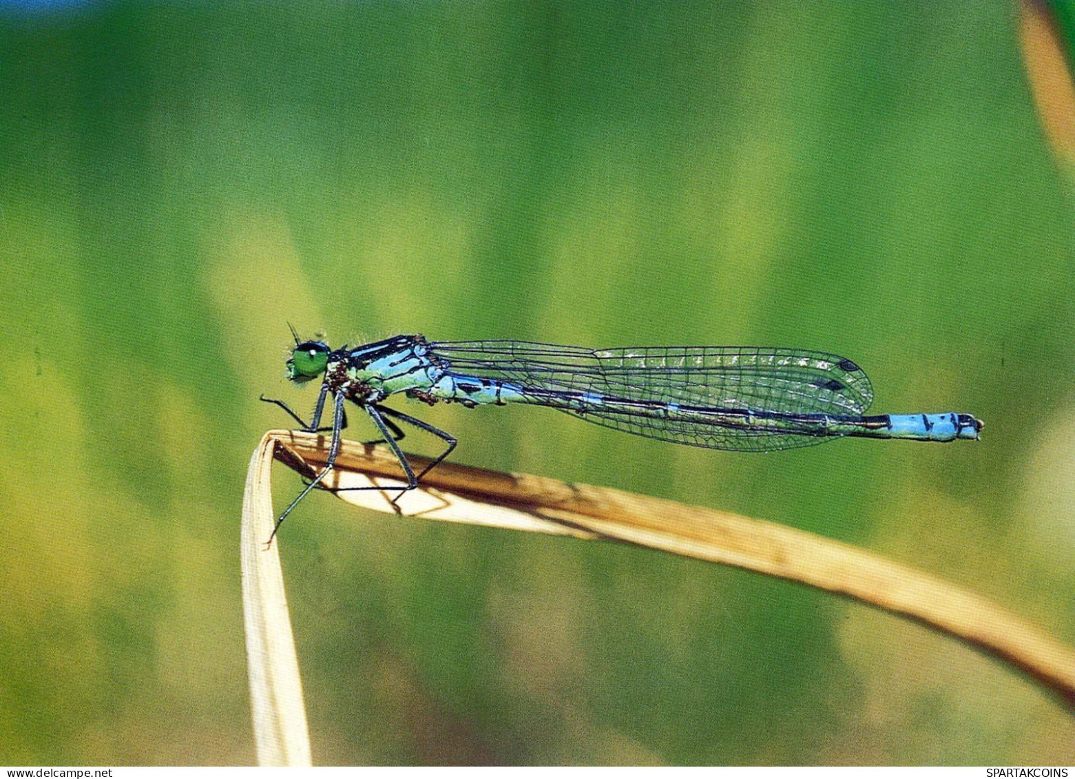 INSECTS Animals Vintage Postcard CPSM #PBS475.A - Insekten