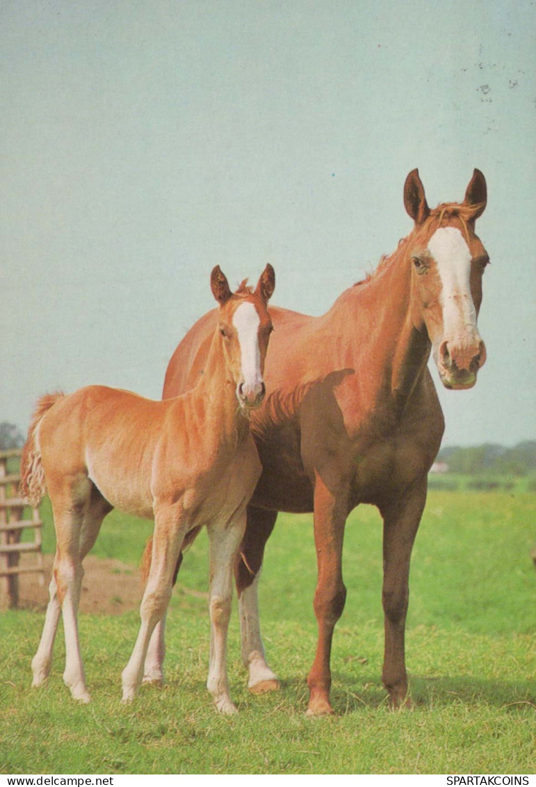 HORSE Animals Vintage Postcard CPSM #PBR844.A - Paarden