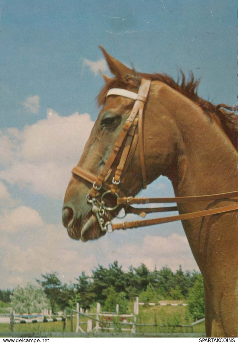 CAVALLO Animale Vintage Cartolina CPSM #PBR841.A - Horses
