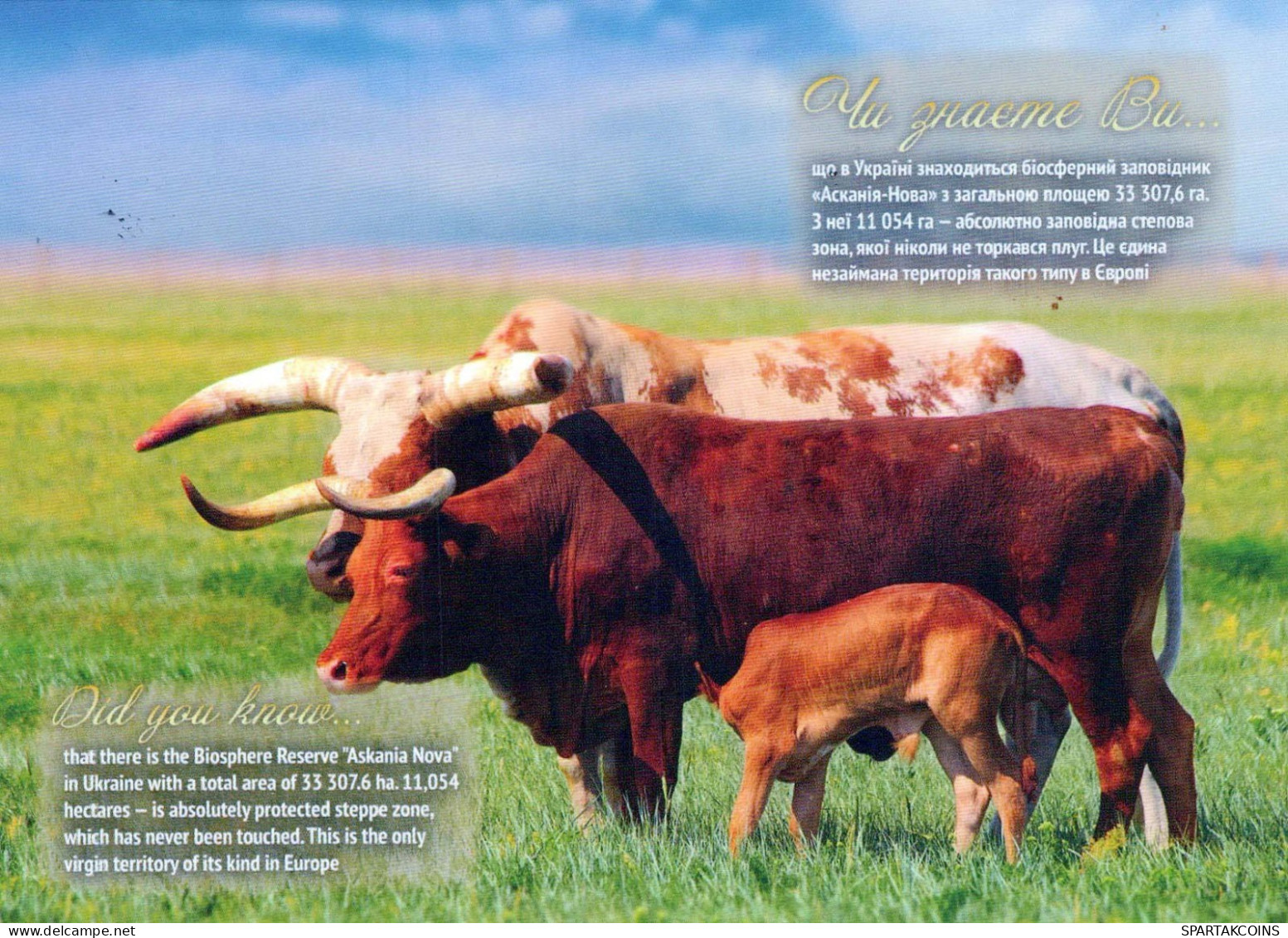 COW Animals Vintage Postcard CPSM #PBR824.A - Kühe