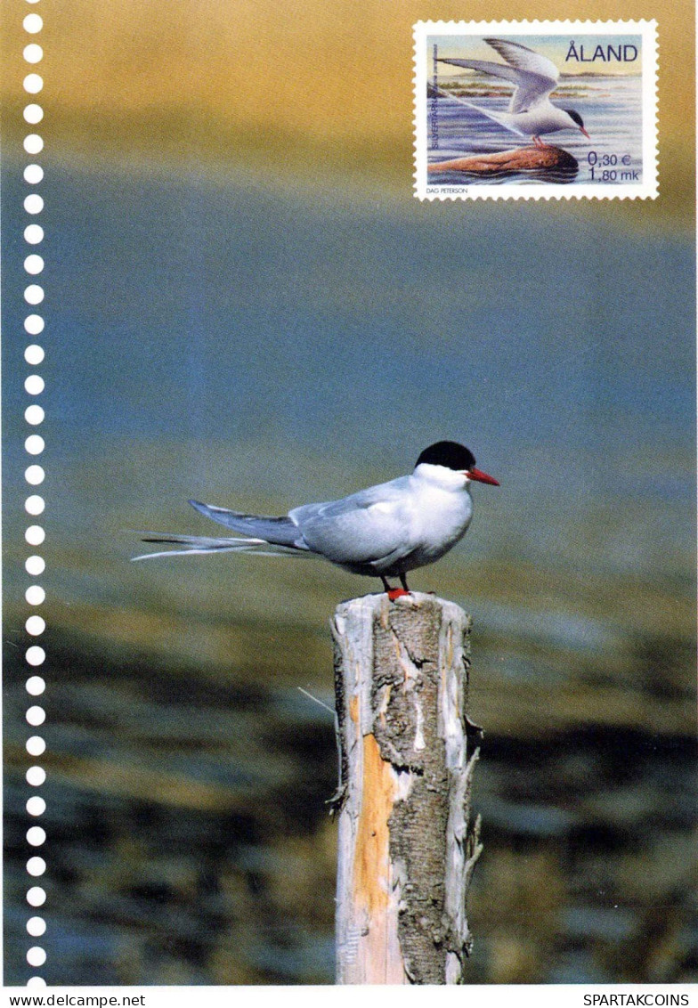 OISEAU Animaux Vintage Carte Postale CPSM #PBR432.A - Birds