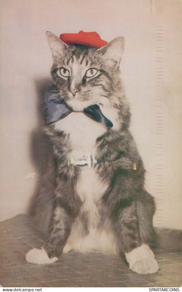 GATTO Vintage Cartolina CPSMPF #PKG921.A - Katten