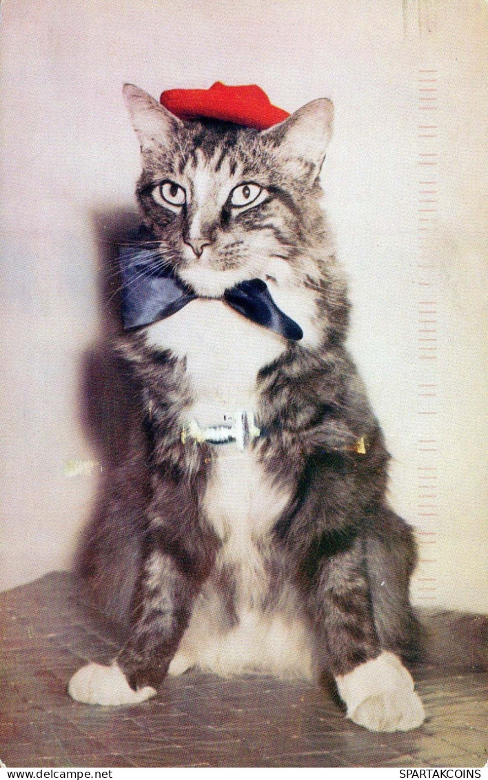 GATTO Vintage Cartolina CPSMPF #PKG921.A - Katten