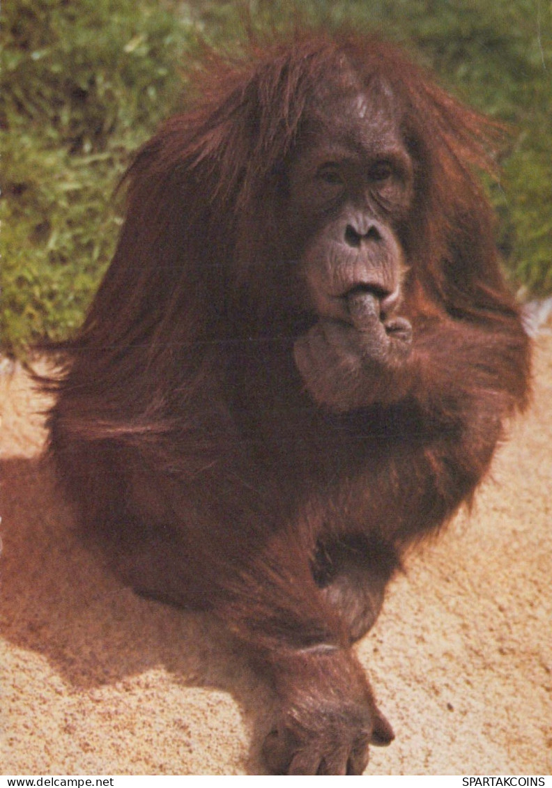 SINGE Vintage Carte Postale CPSMPF #PKG942.A - Singes