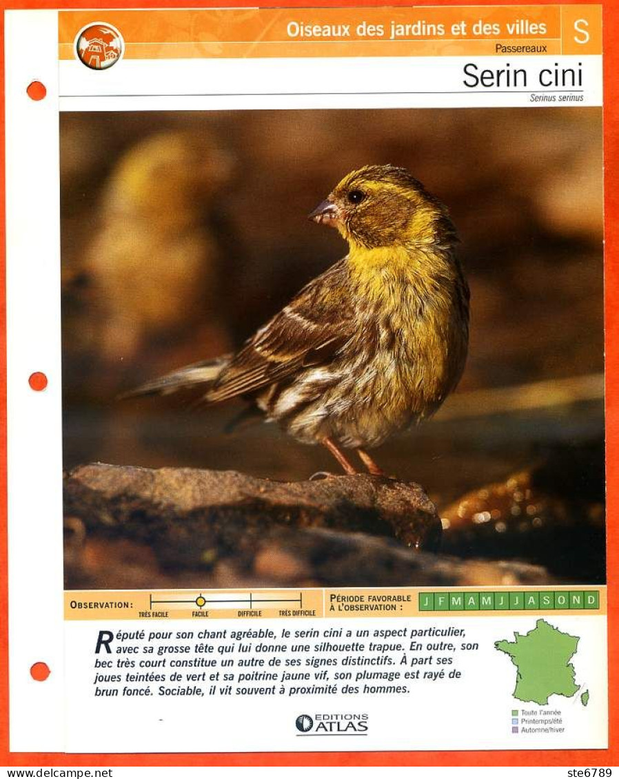 SERIN CINI Oiseau Illustrée Documentée  Animaux Oiseaux Fiche Dépliante - Dieren