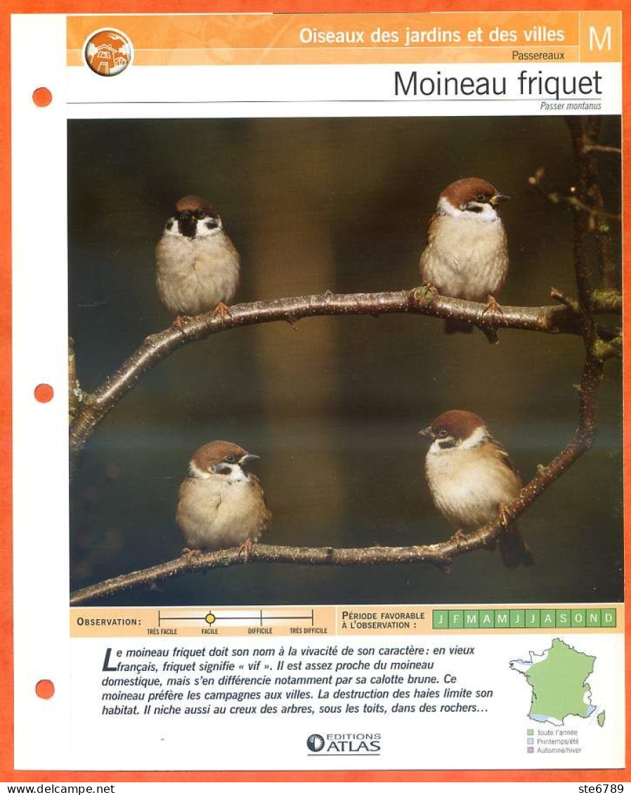 MOINEAU FRIQUET Oiseau Illustrée Documentée  Animaux Oiseaux Fiche Dépliante - Tiere