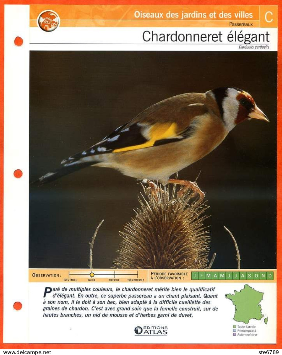 CHARDONNERET ELEGANT Oiseau Illustrée Documentée  Animaux Oiseaux Fiche Dépliante - Animali