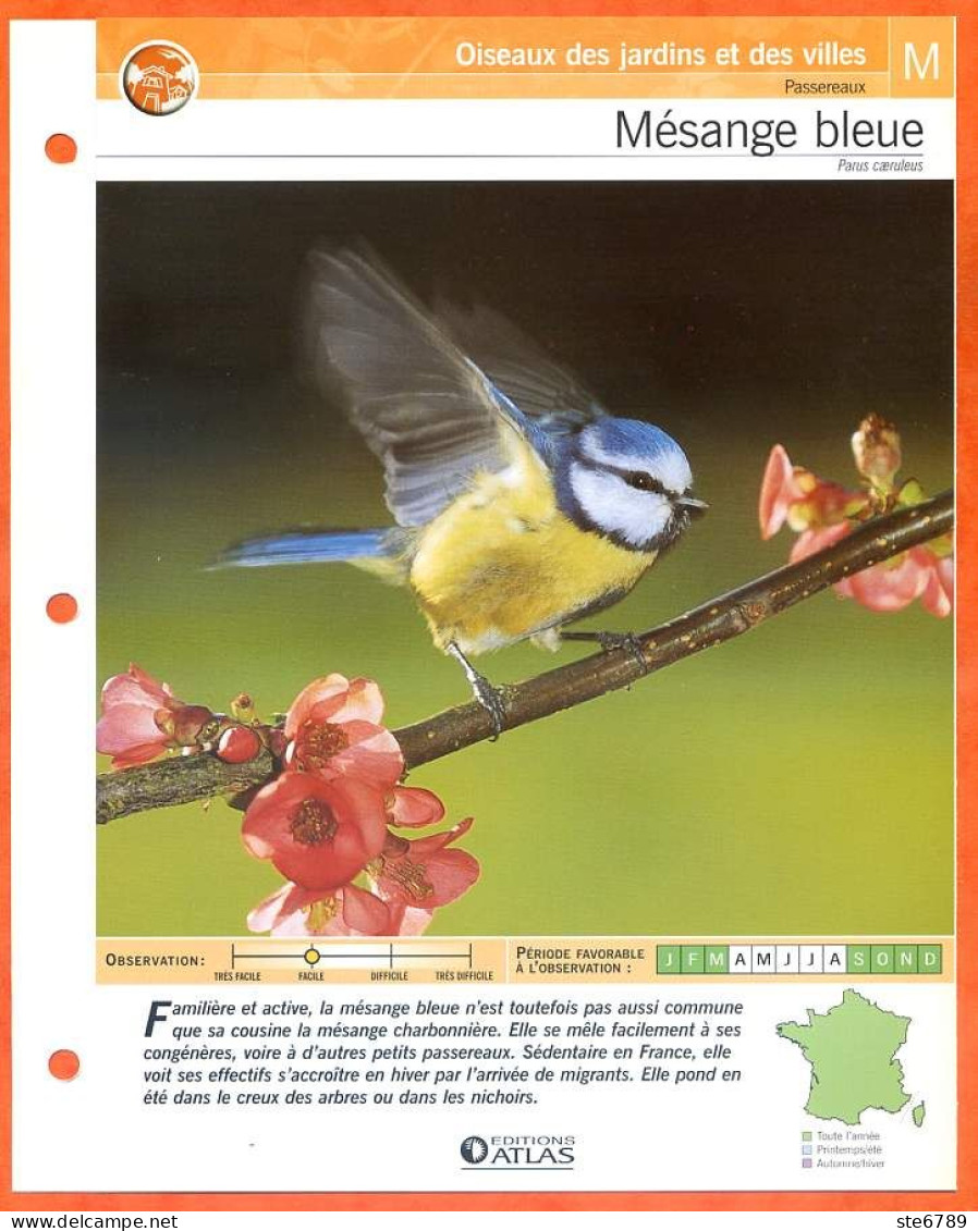 MESANGE BLEUE Oiseau Illustrée Documentée  Animaux Oiseaux Fiche Dépliante - Animaux