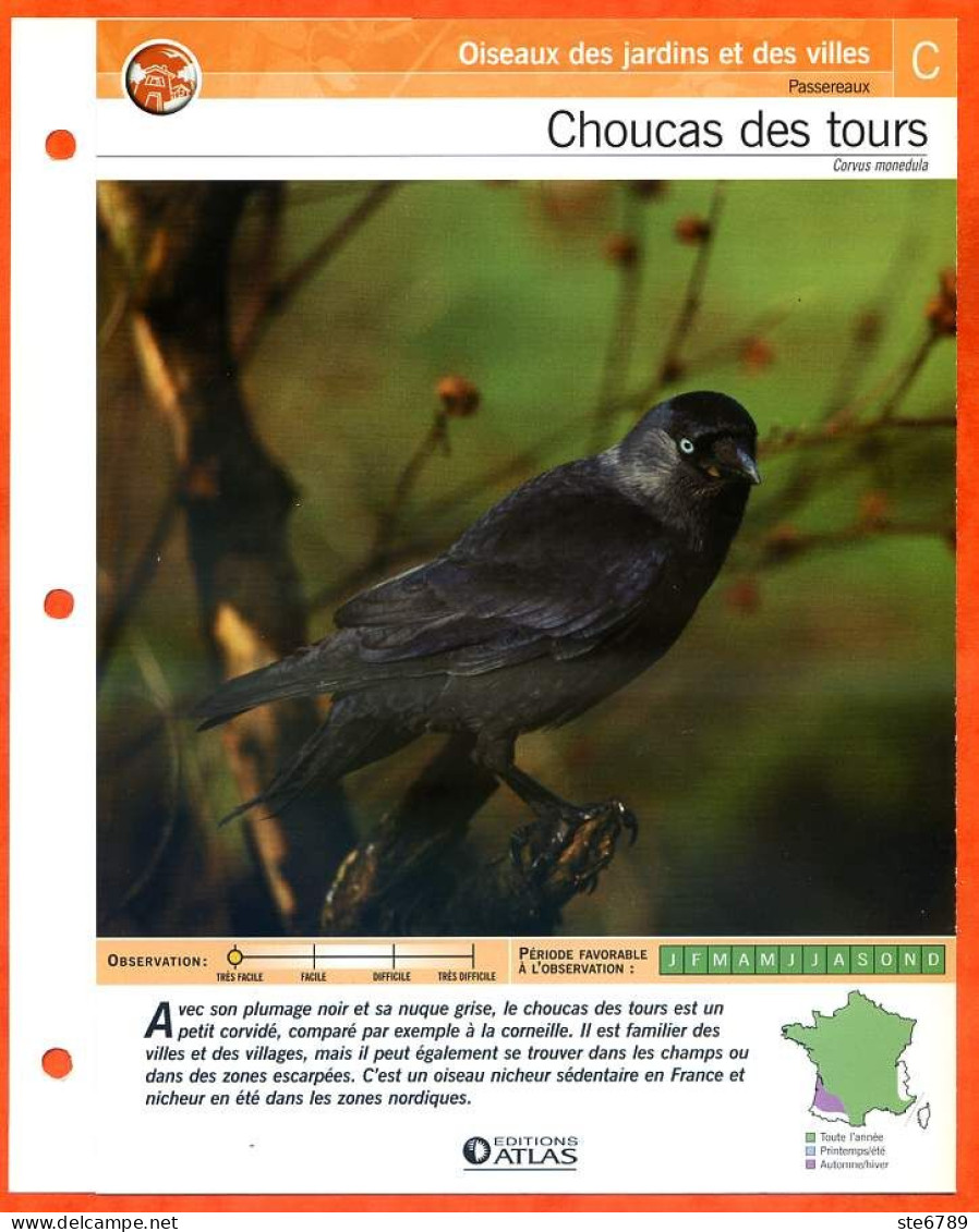 CHOUCAS DES TOURS Oiseau Illustrée Documentée  Animaux Oiseaux Fiche Dépliante - Animals