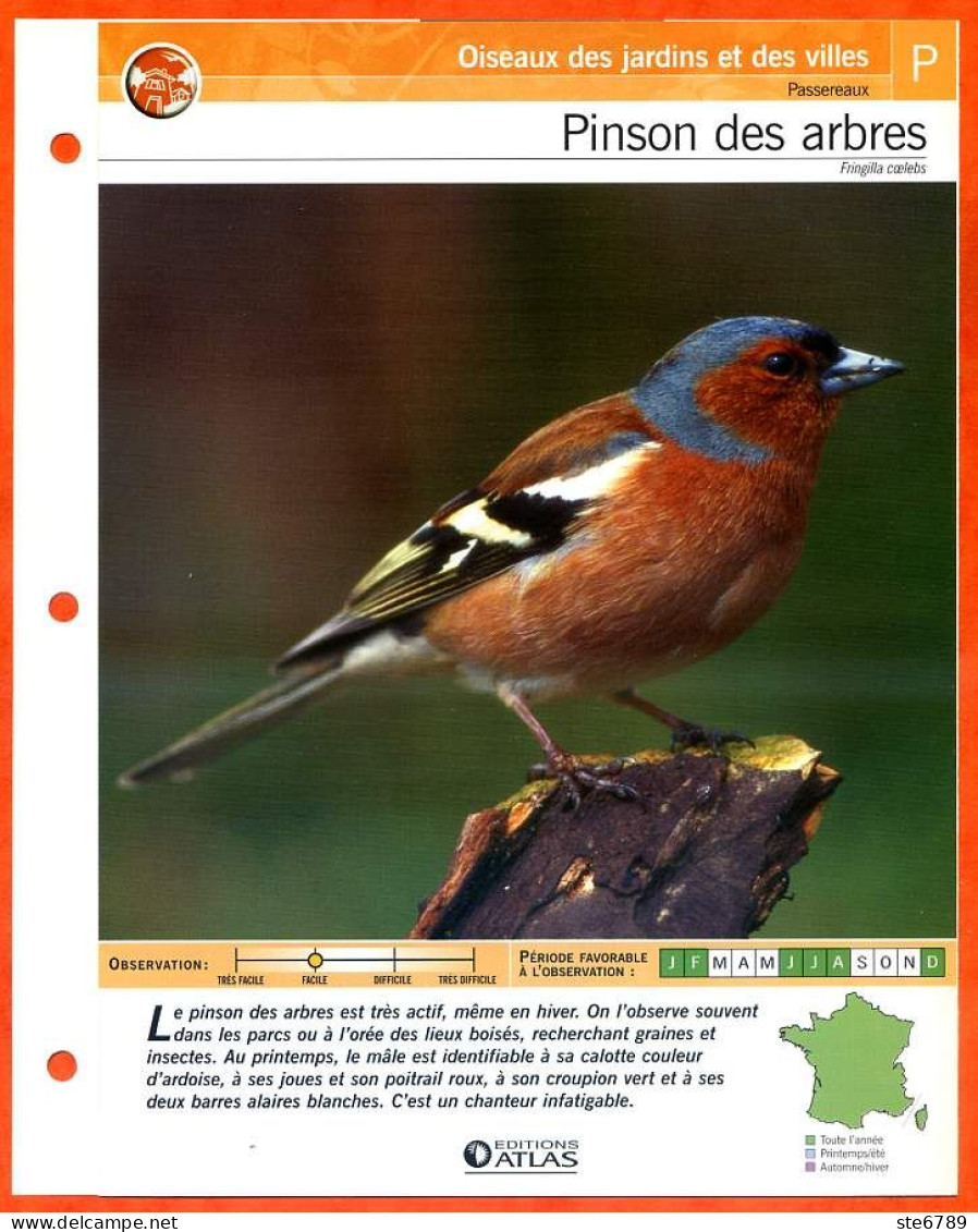 PINSON DES ARBRES Oiseau Illustrée Documentée  Animaux Oiseaux Fiche Dépliante - Animals