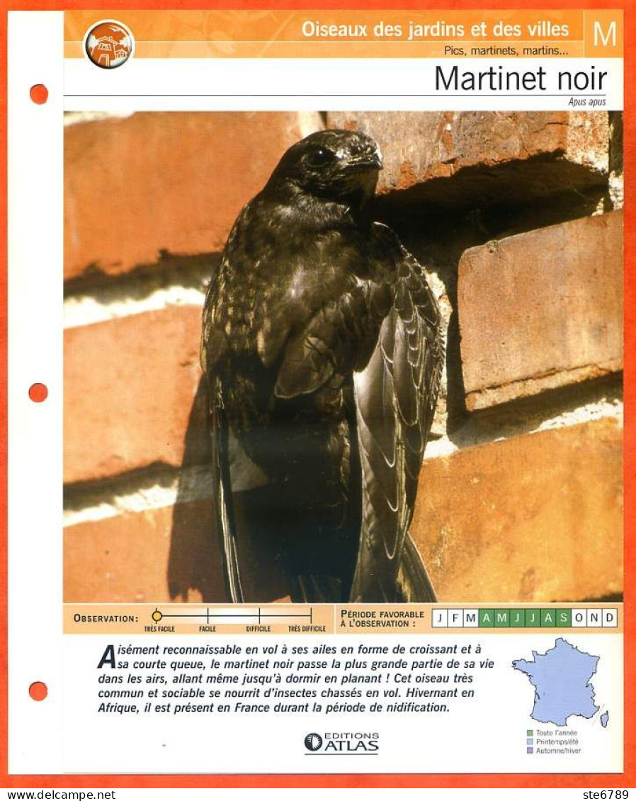 MARTINET NOIR Oiseau Illustrée Documentée  Animaux Oiseaux Fiche Dépliante - Tiere