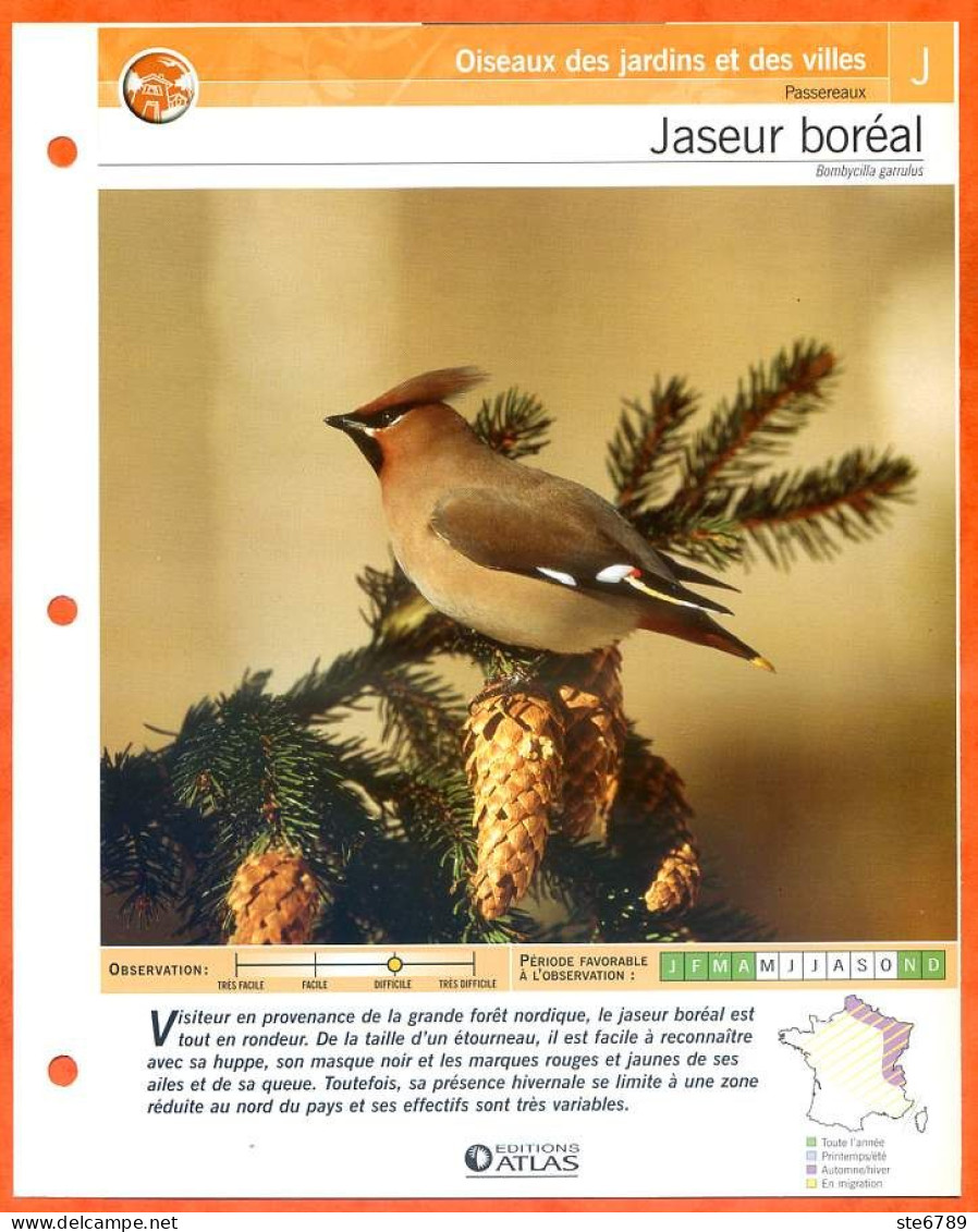 JASEUR BOREAL Oiseau Illustrée Documentée  Animaux Oiseaux Fiche Dépliante - Animals