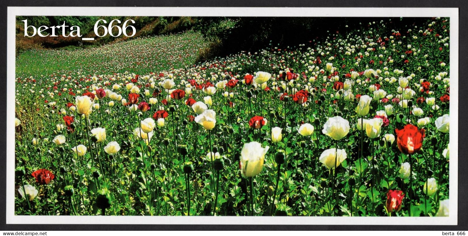 Opium Field * Thailand House Of Opium Golden Triangle * Panoramic Postcard - Thailand