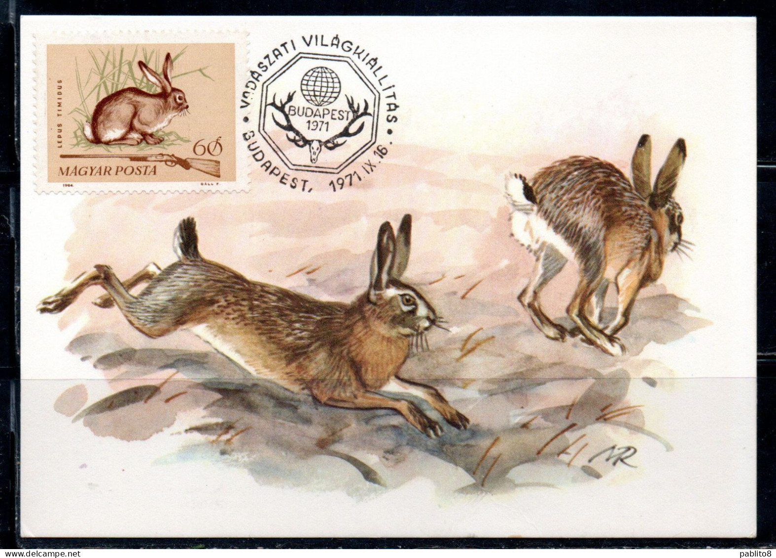 HUNGARY UNGHERIA RICCIONE 1964 FAUNA ANIMALS HUNTING RIFLE VARYING HARE 60f MAXI MAXIMUM CARD CARTE - Cartoline Maximum