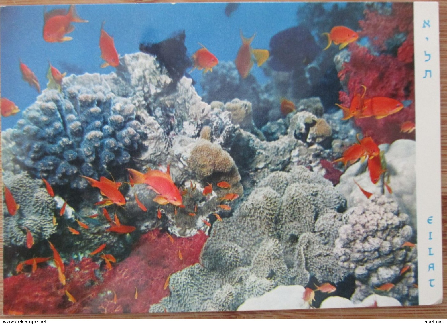 ISRAEL EILAT SINAI DESERT RED SEA UNDERWATER OBSERVATORY CORAL FISH POSTCARD CARTOLINA CARTE POSTALE ANSICHTSKARTE - Israël