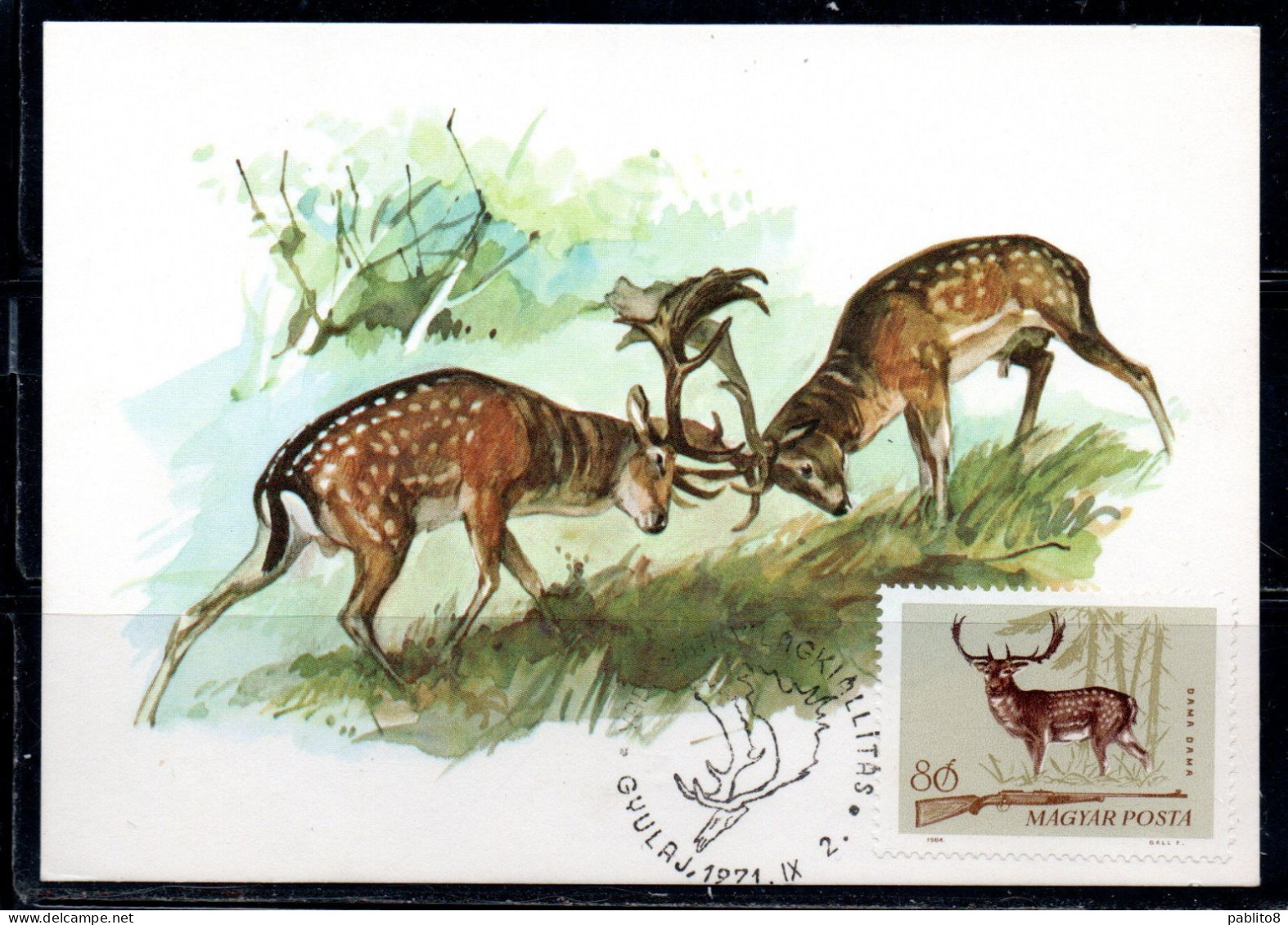 HUNGARY UNGHERIA RICCIONE 1964 FAUNA ANIMALS HUNTING RIFLE FALLOW DEER 80f MAXI MAXIMUM CARD CARTE - Tarjetas – Máximo