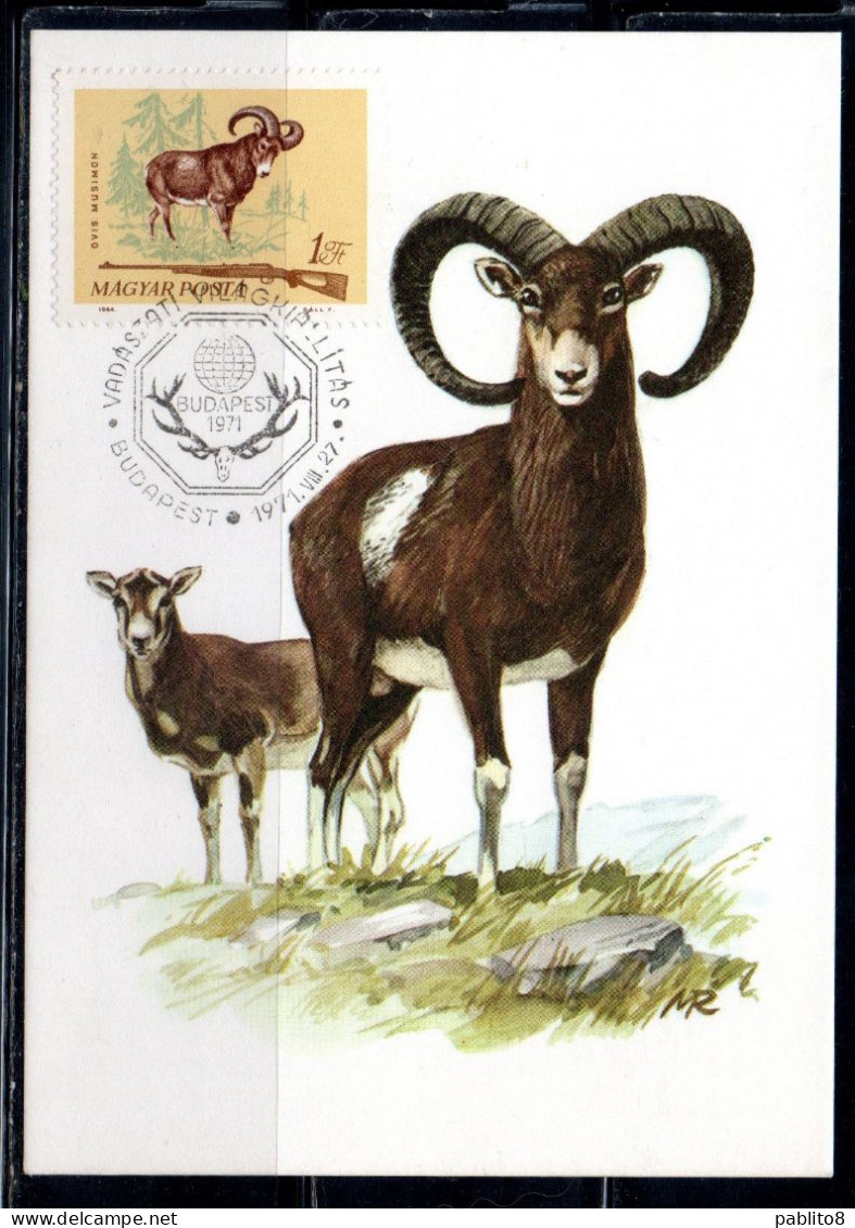 HUNGARY UNGHERIA RICCIONE 1964 FAUNA ANIMALS HUNTING RIFLE MOUFLON 1fo MAXI MAXIMUM CARD CARTE - Cartoline Maximum