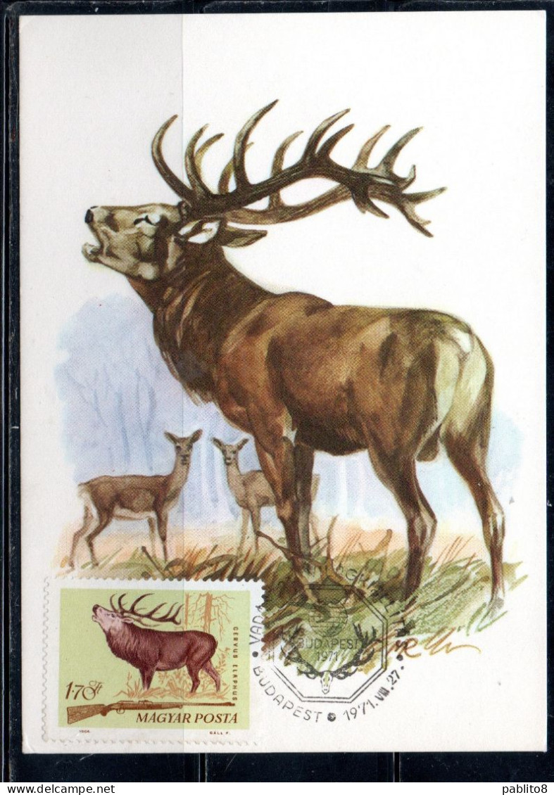 HUNGARY UNGHERIA RICCIONE 1964 FAUNA ANIMALS HUNTING RIFLE RED DEER 1.70fo MAXI MAXIMUM CARD CARTE - Cartoline Maximum