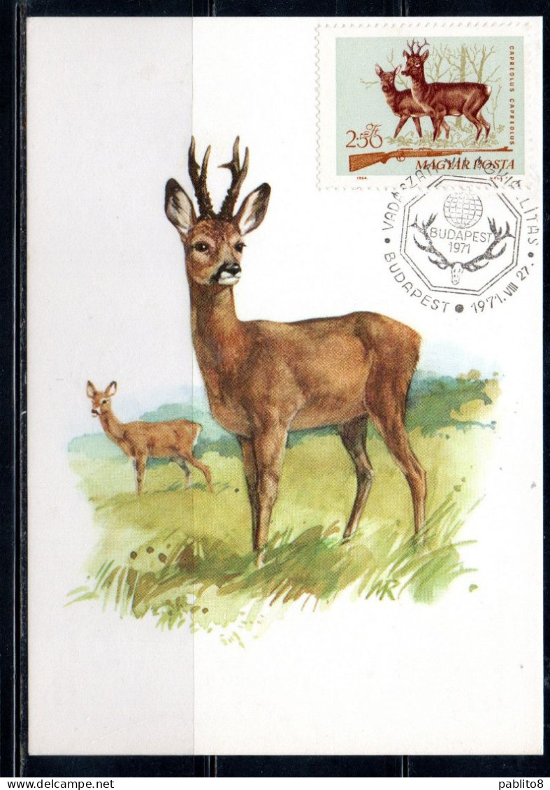 HUNGARY UNGHERIA RICCIONE 1964 FAUNA ANIMALS HUNTING RIFLE ROEBUCK AND ROE DEER 2.50fo MAXI MAXIMUM CARD CARTE - Maximumkarten (MC)