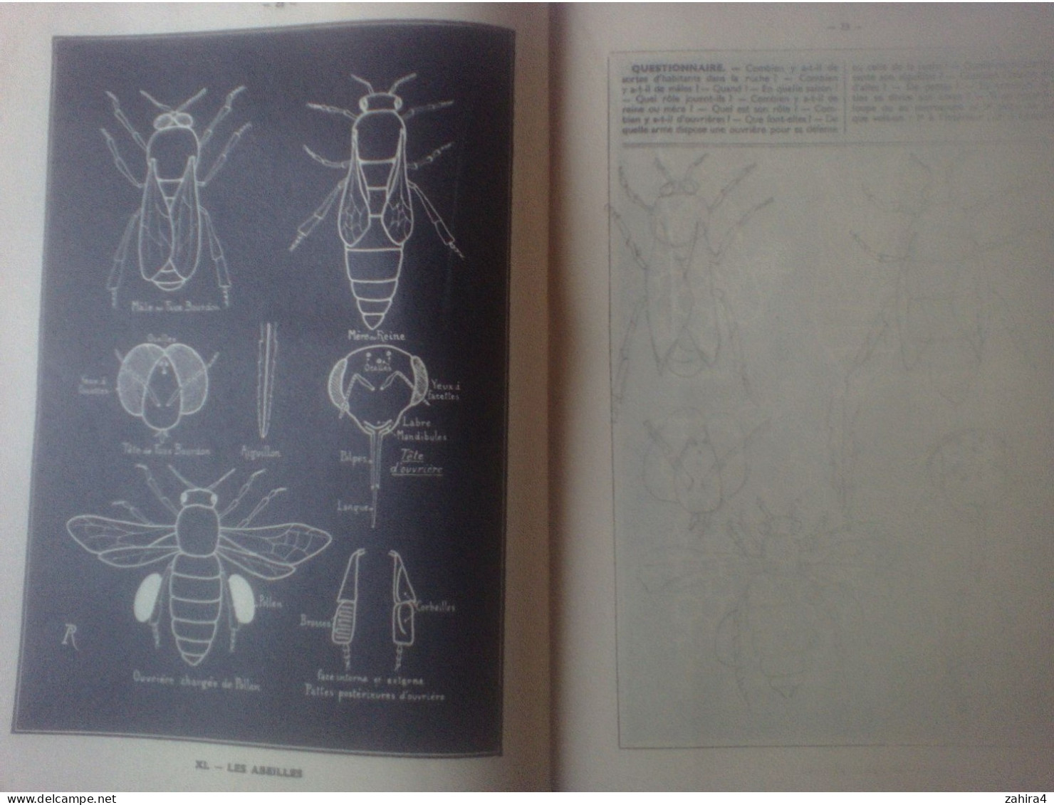 A Richard Histoire naturelle élémentaire en cahiers II Les animaux Fernand Nathan Parischeval tortue abeille ver à soie