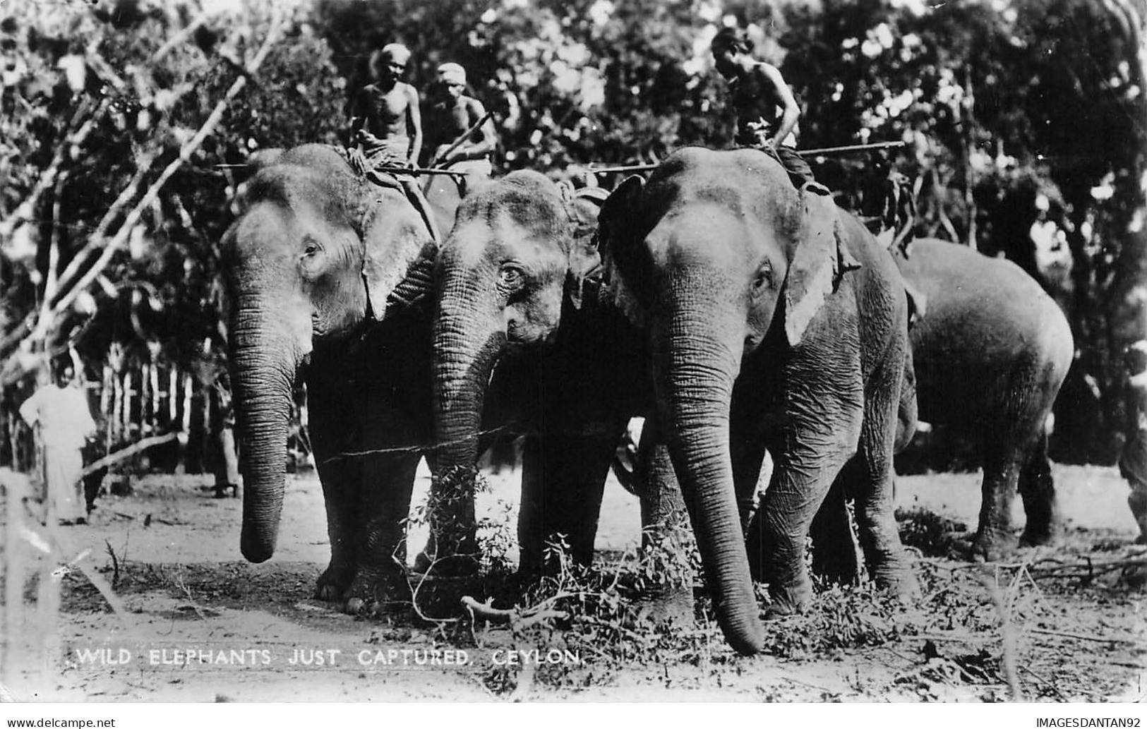 SRI LANKA #MK49065 WILD ELEPHANTS JUST CAPTURED CEYLON - Sri Lanka (Ceylon)