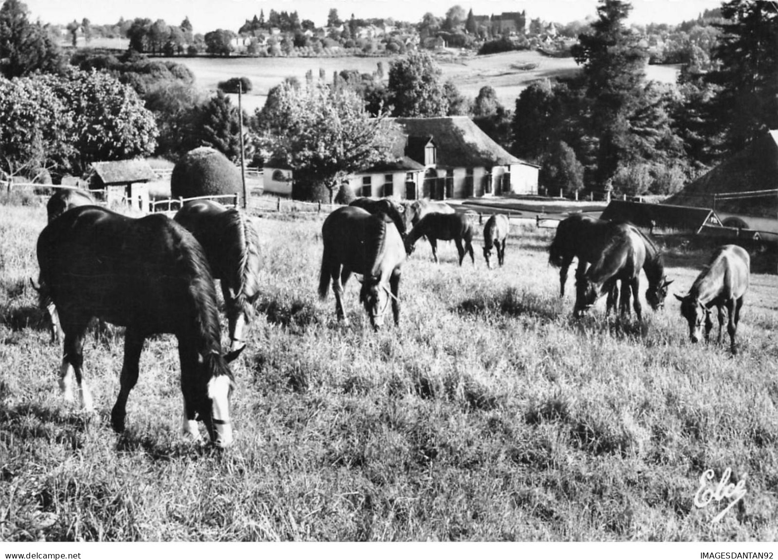 19 POMPADOUR AB#MK374 POULAINS MALES SUCCURSALE DE CHIGNAC 2 KMS DE POMPADOUR ET SON CHATEAU - Arnac Pompadour