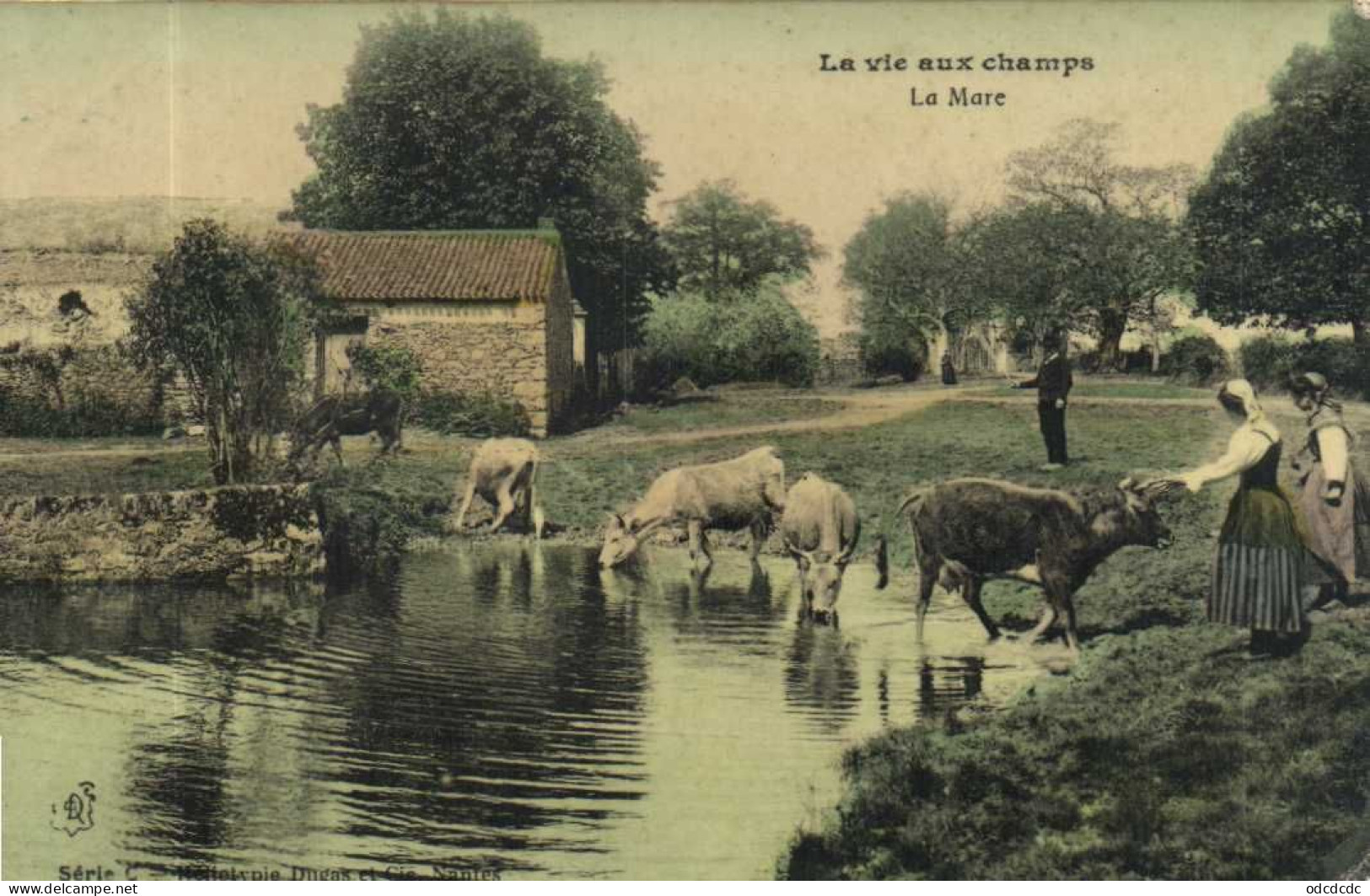 La Vie Aux Champs La Mare Vaches à L'abreuvage Colorisée RV - Elevage
