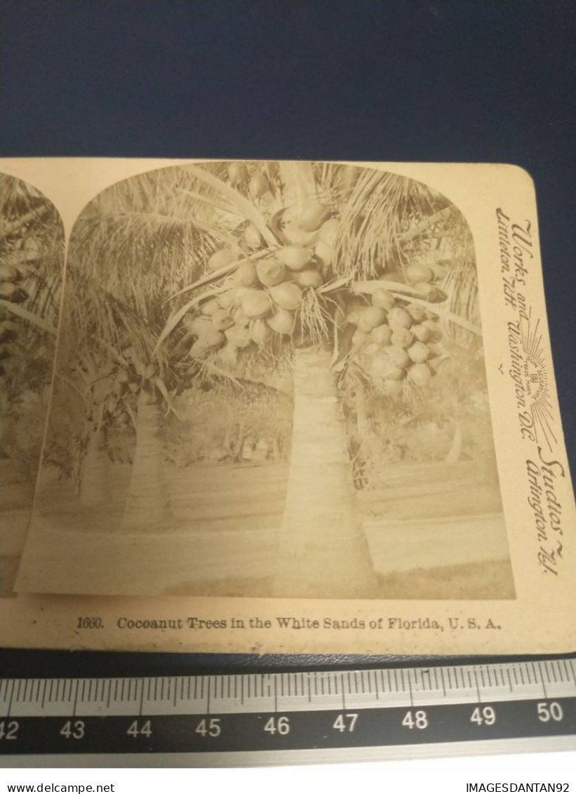 ETATS UNIS USA #FG54679 COCOANUT TREES WHITE SANDS  FLORIDA PHOTO STEREOTYPE 19 EME - Andere & Zonder Classificatie