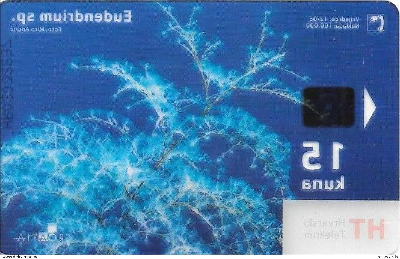 Croatia: Hrvatski Telekom - Underwater World, Eudendrium Sp. Transparent - Kroatien