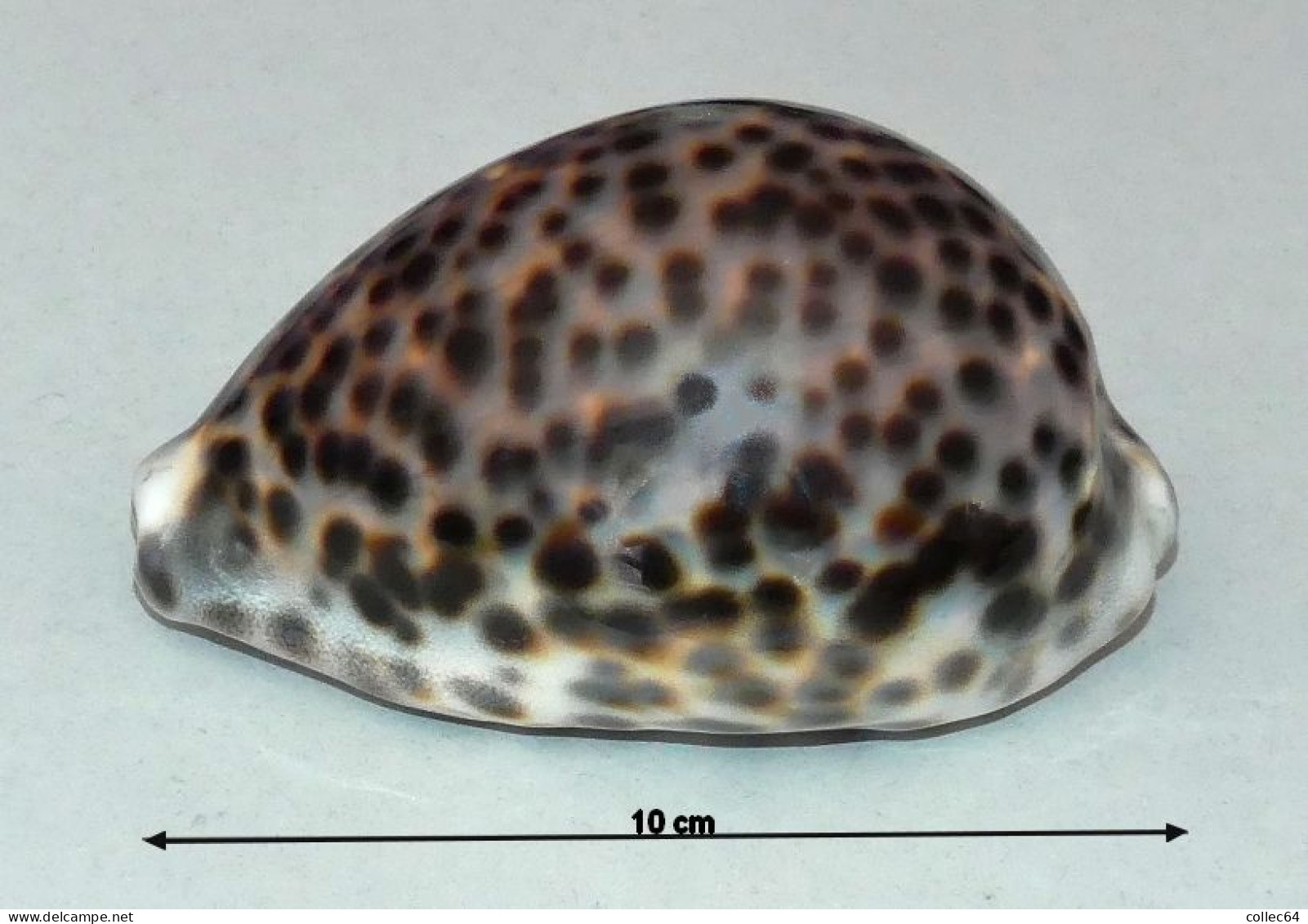 "Porcelaine"  Cypraea Tigris - Schelpen