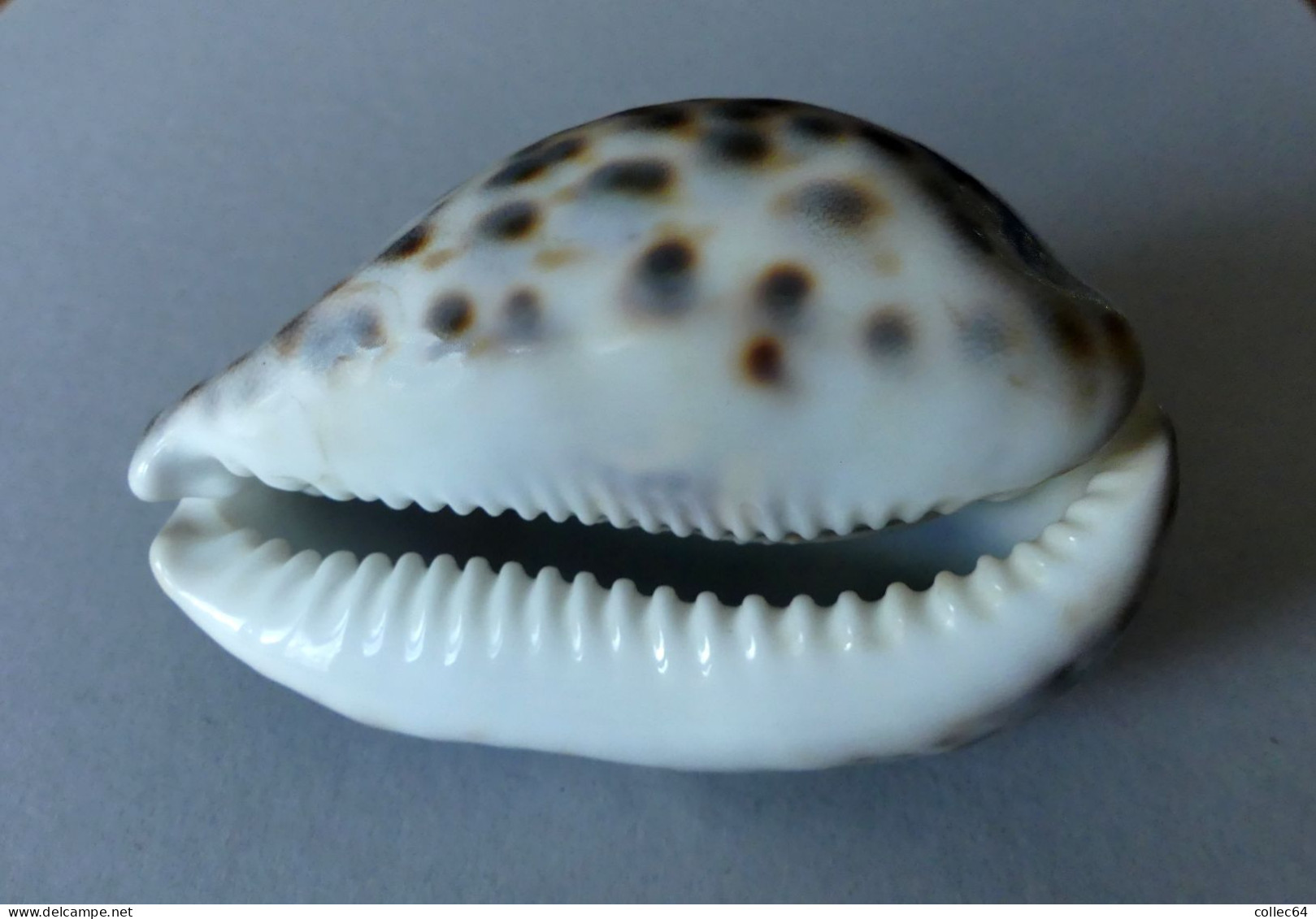 "Porcelaine"  Cypraea Tigris - Seashells & Snail-shells