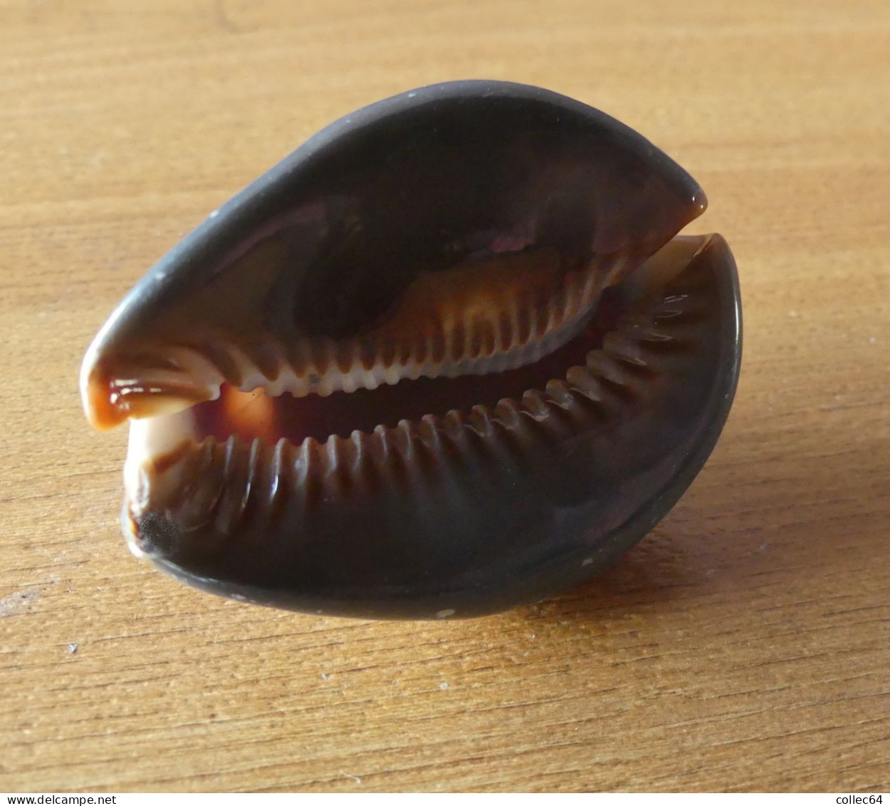 "Porcelaine"  Mauritia Mauritiana - Seashells & Snail-shells